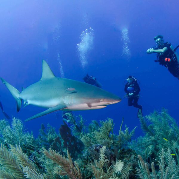 A large shark swims close to five scuba divers during a Grand Cayman scuba diving tour at the North Wall.