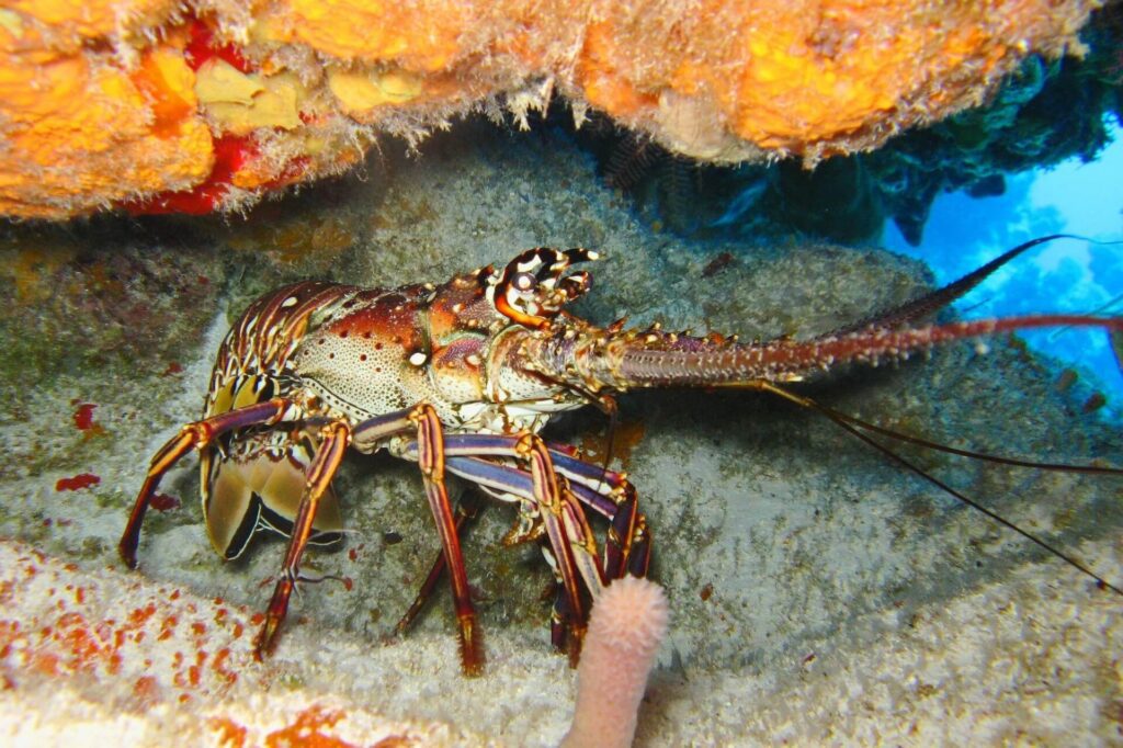 Lobster underwater
