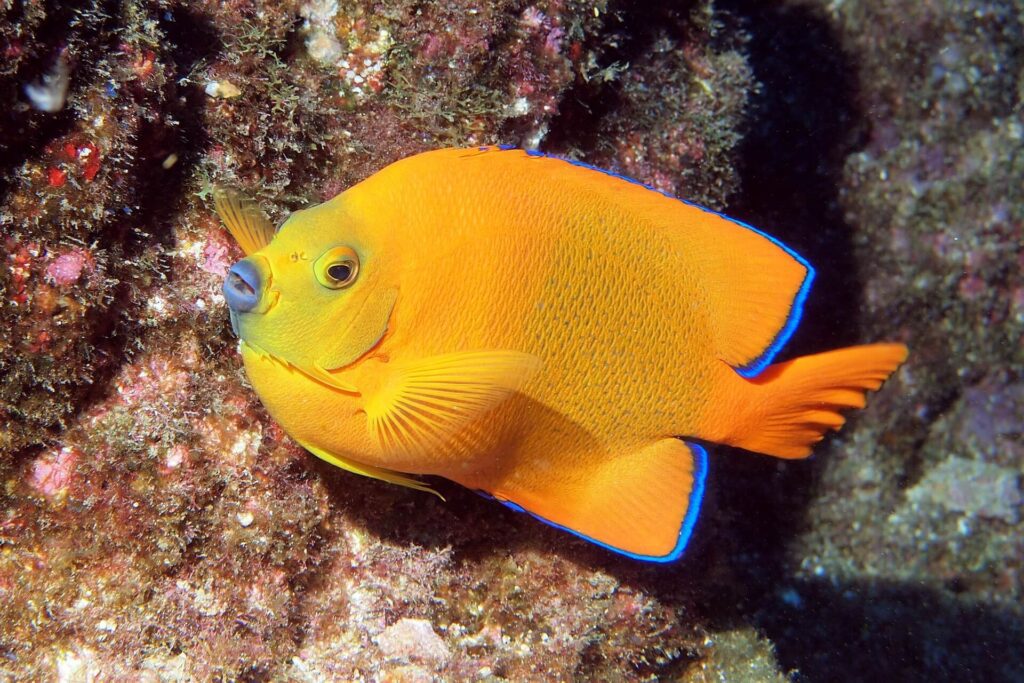 Yellow Queen Angelfish underwater 