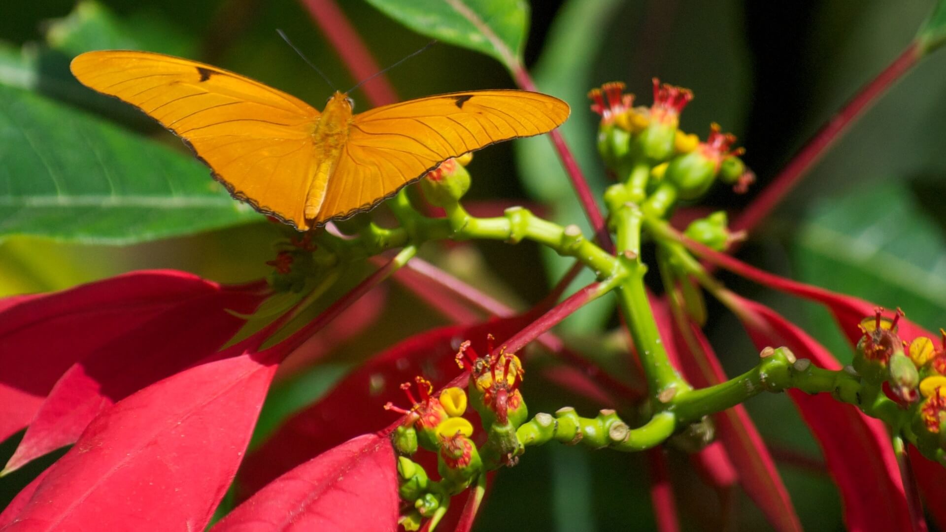 A yellow butterfly is perched on a red flower.