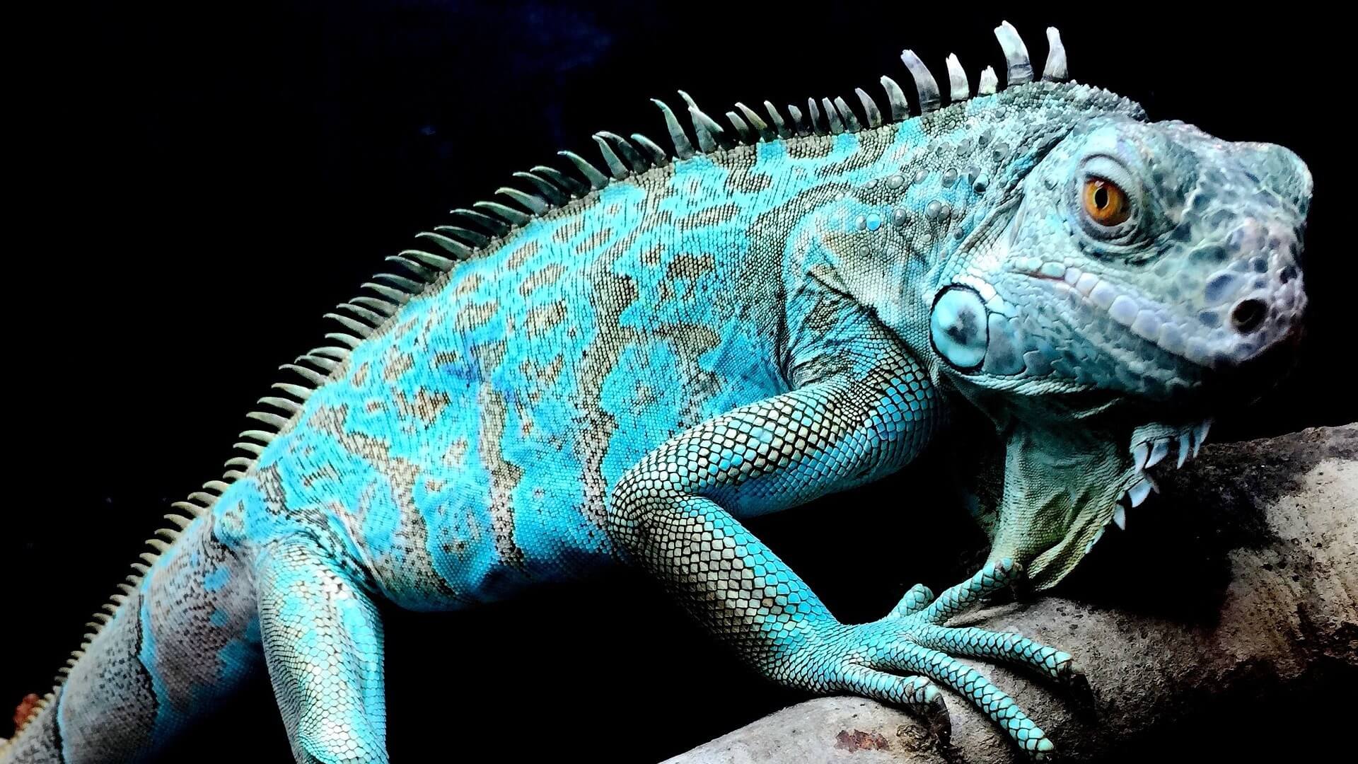 A blue iguana is sitting on a branch.