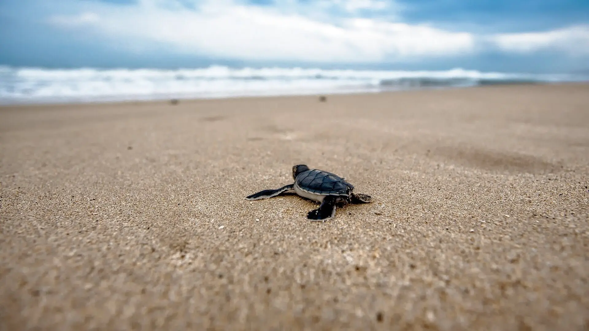 A baby sea turtle walking on a sandy beach