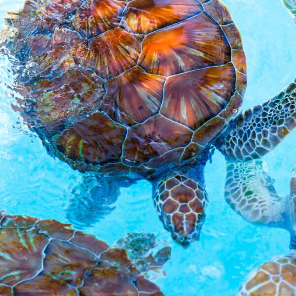 Several sea turtles swimming in clear blue water, displaying brown and green patterned shells.